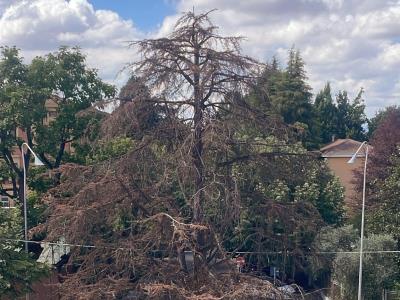 Il vecchio cedro di via Matteotti non ce la fa più foto 